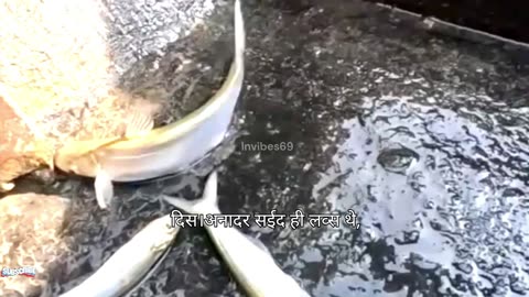 Batchwa Bacha fish caught at incredible speed in the Padma