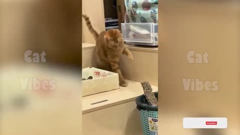 Ultimate Cat Comedy 2025 – Funny Cats Part 3 | 4K LOL Moments"