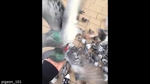 Funniest Animal Videos Ever