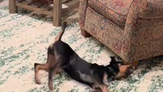🤣🐶 Meet Forrest: The Most Wonderfully Silly Foster Pup! | FunFM