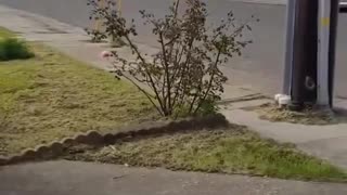 Liberal Neighbor flips off Trump flag and wrecks his truck.