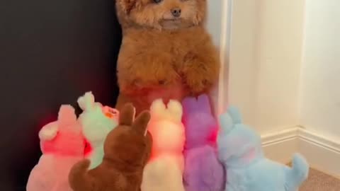 Littels Dog's Comedy Videos 🤣 so cute videos 😍 funny videos 🤣