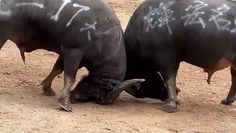 Rural Bullfighting Culture