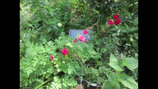 Sweetheart Miniature Roses July 2024