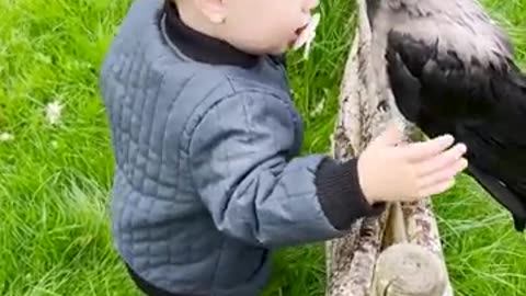 Crow Friendship