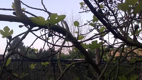 Morning Sounds in the Flemish Tasty Forest 2025-04-27 6:15 AM with Volume Boost