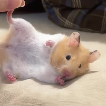 Funny hamster
