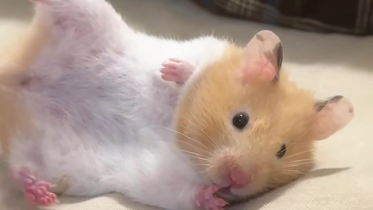 Funny hamster