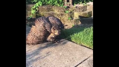 Feline Funnies: Laugh Till You Cry Cat Compilation!