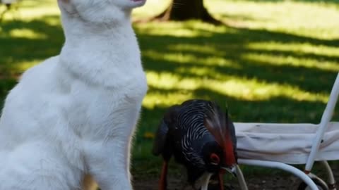 White Chef Cat prey on a bird #shorts #viralshort #cat
