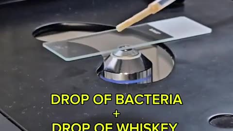 The effect of whiskey on bacteria