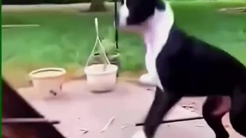 Funny Dogs Video 🐶🐱 | Cute & Hilarious Pet Moments 2025 😂❤️