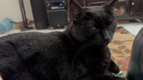 Cute Precious Piper is Relaxing - My Adopted Shelter Cat Vlog