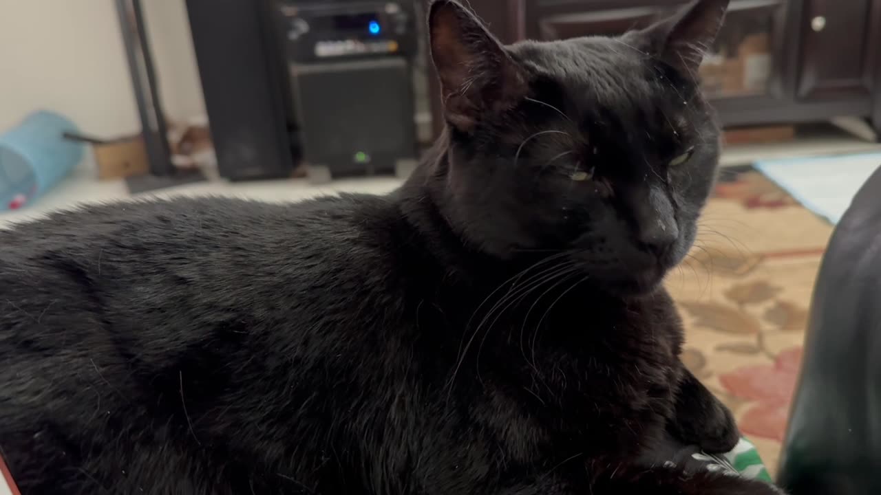 Cute Precious Piper is Relaxing - My Adopted Shelter Cat Vlog
