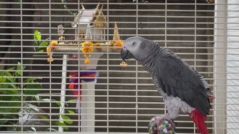 World most famous bird