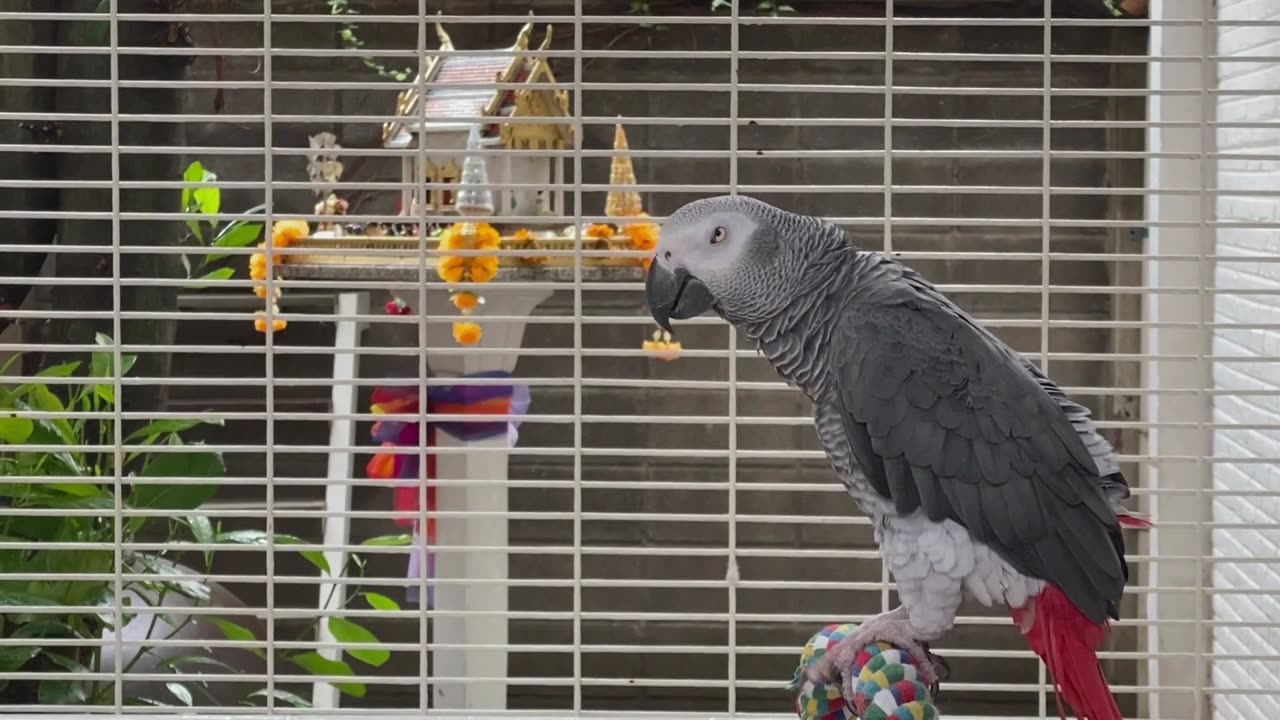 World most famous bird