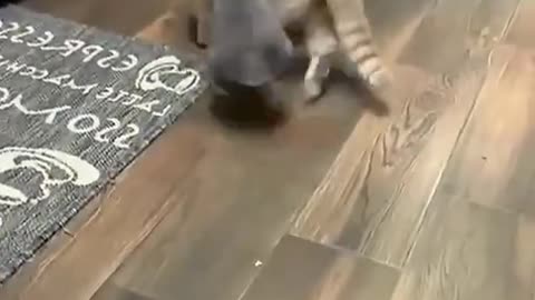 Funny shorts viral animal video