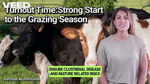 Optimize Turnout Time for Healthy Dairy Cows