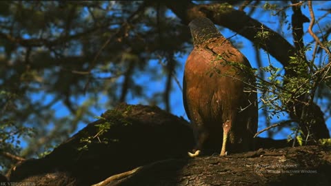 Kingdom of Wildlife in 8K HDR – Breathtaking Animal Encounters