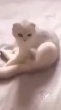 Ultimate Cute Attack – You’ve Been Warned!