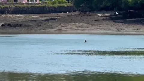 Deer Swims Across the Sea at Low Tide