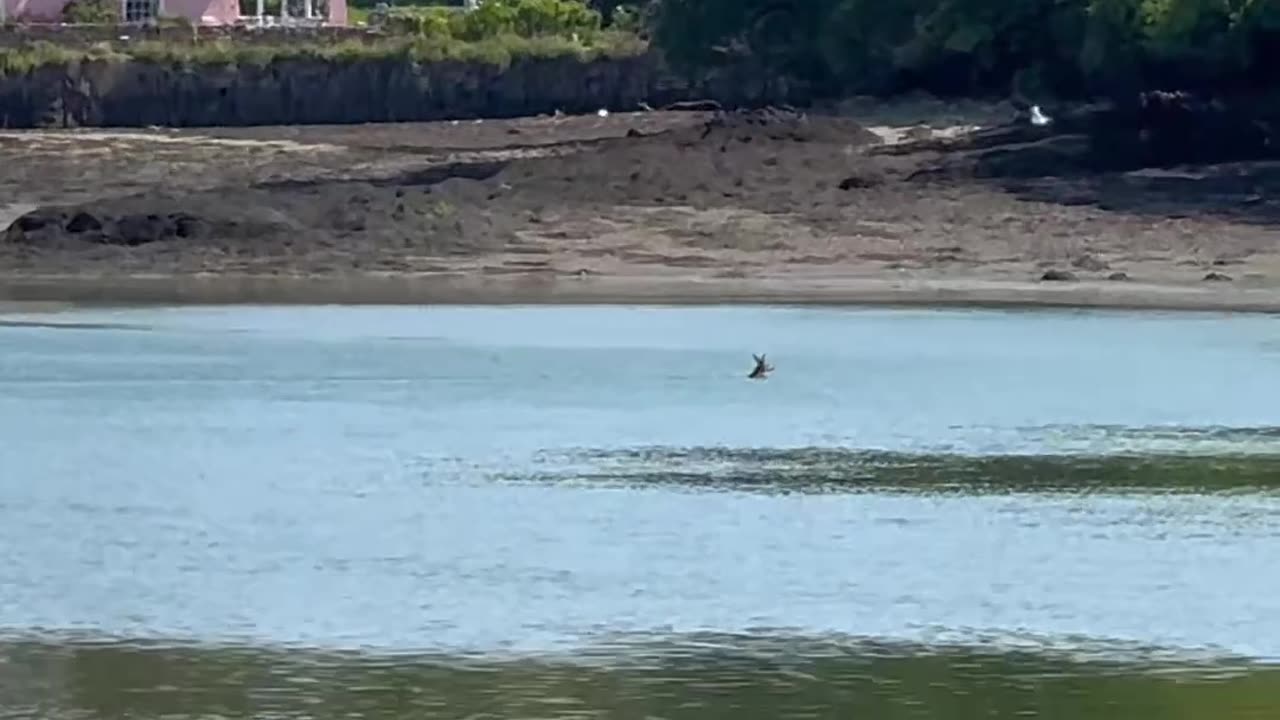 Deer Swims Across the Sea at Low Tide