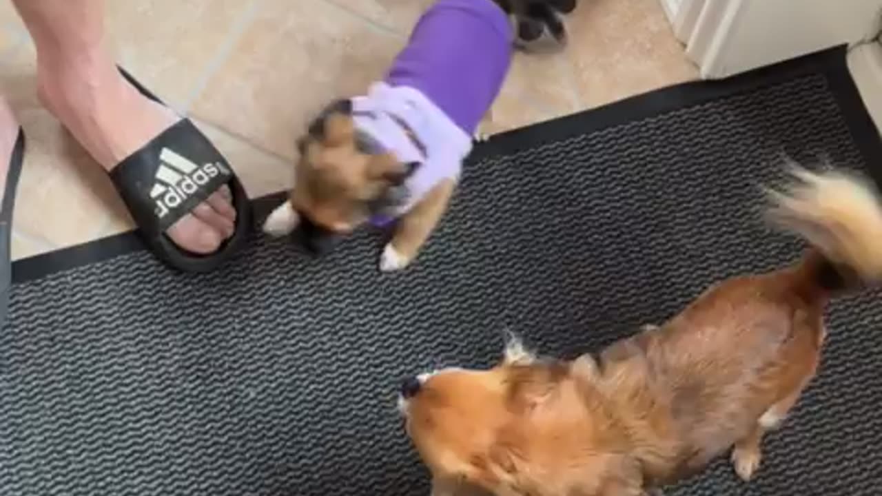 Petunia and her grandparents 💜