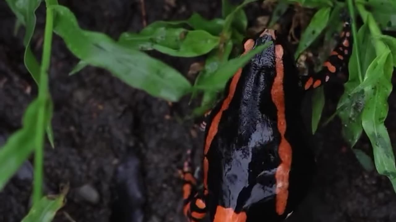 Banded Rubber Frog These Frogs Release A Milky Toxic Substance Through Their Skin