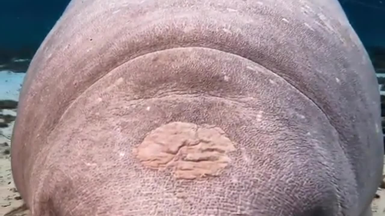 Did you know manatees have ears?