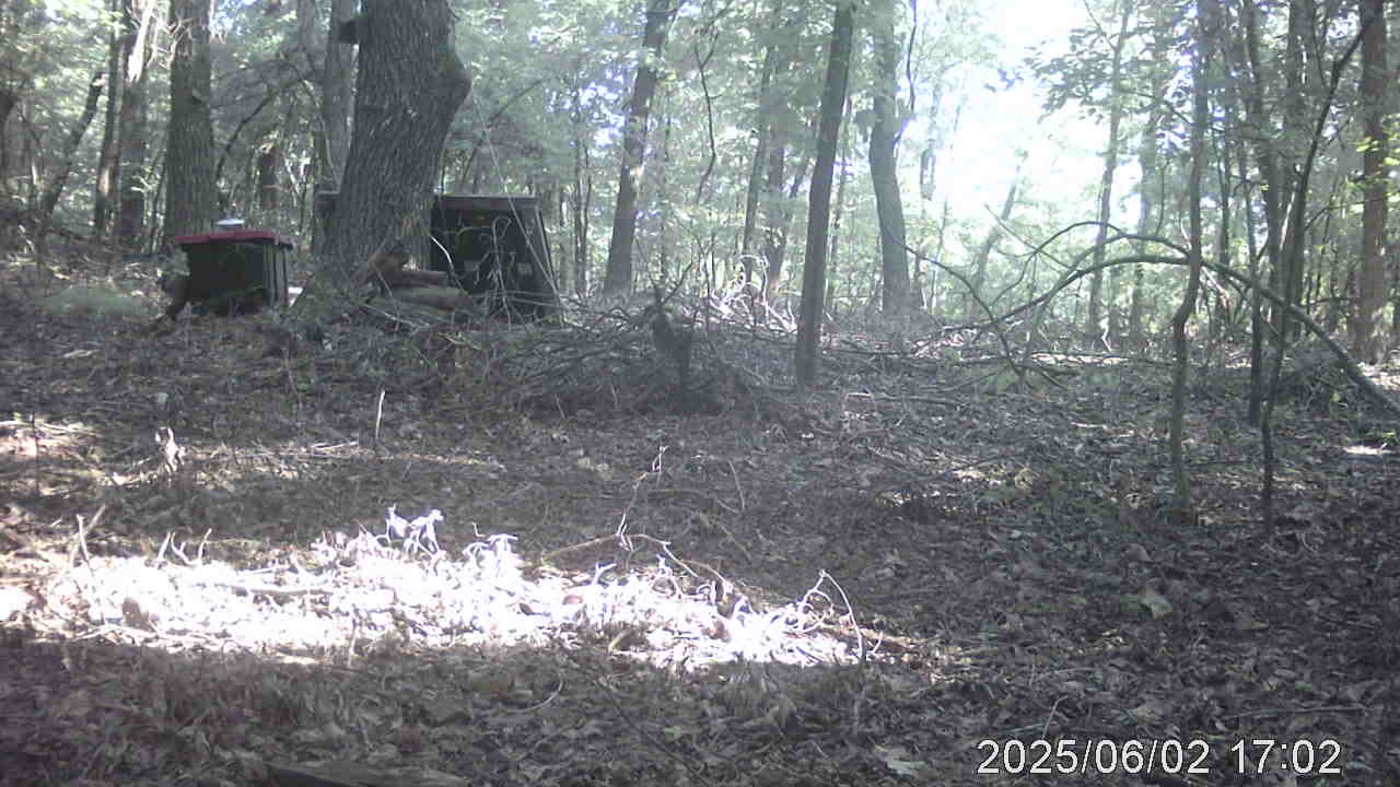 More Bobcat