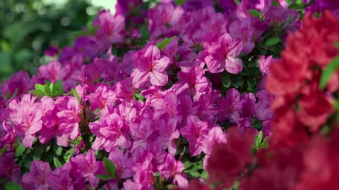 Do Azaleas Attract Bees and Butterflies