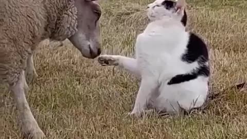 Unexpected Friendships in Nature Cat and Sheep