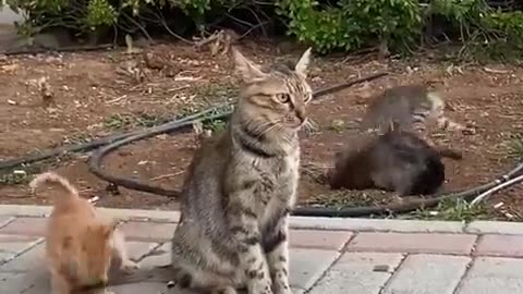 😂🐱 It'll Be Fun, She Said. Take the Kittens to the Park! | FunFM