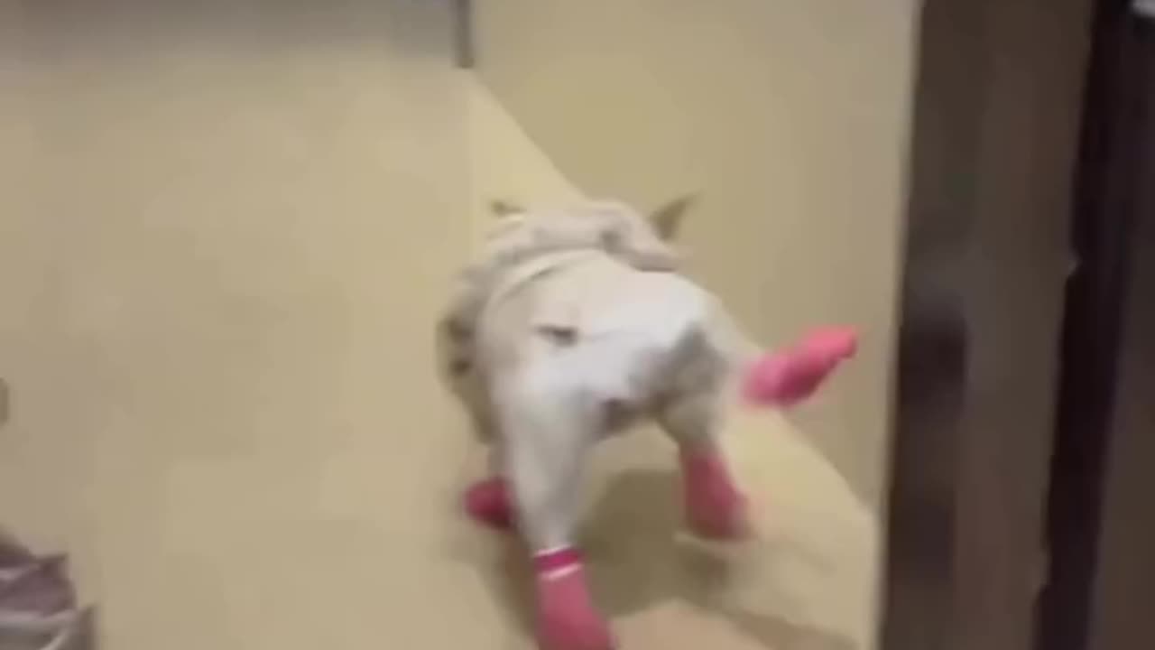 hei look...i got a new shoes...🤣🤣🤣