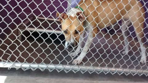 Yogi Bear Pet Id 940279 kennel 20 HSSAZ shelter stays groovy I back away reachin 4 kibble20250718110