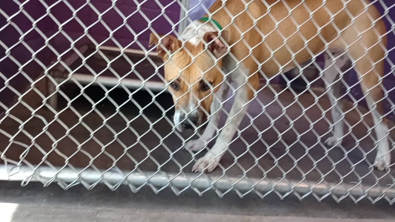 Yogi Bear Pet Id 940279 kennel 20 HSSAZ shelter stays groovy I back away reachin 4 kibble20250718110