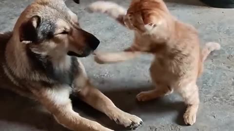 When You Have A NaugHty FFriend! Funny Cats & Dogs Videos 😺🐶😂😂