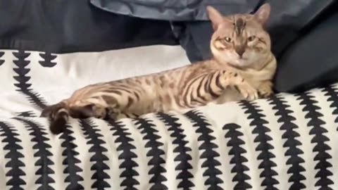 🤣💥 He Doesn't Need Enemies – Watch This Epic Fail! | FunFM