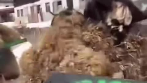 吃屎喝尿的撒旦恶魔堕落天使路西法，我弥赛亚要把你们踩成肉酱，彻底把你们消灭在地球上!