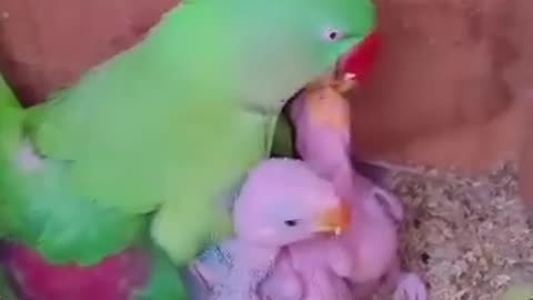 Very interesting video of parrot 🦜🌺💞