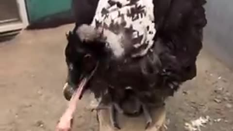 YOUNG Vulture Swallows an Entire Leg Bone