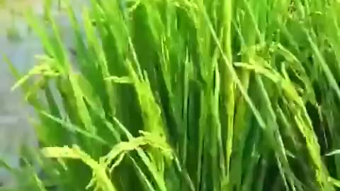 Rice production