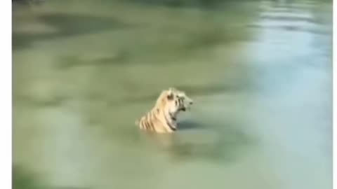 The duck ducked! 😆