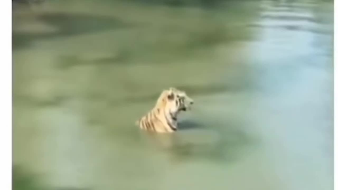 The duck ducked! 😆