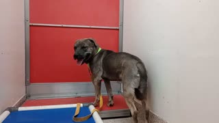 Creedence 2y A882027 Vermillion 4y A878821 kennel 183 PACC shelter loves his kennelmate2025102760