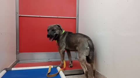 Creedence 2y A882027 Vermillion 4y A878821 kennel 183 PACC shelter loves his kennelmate2025102760