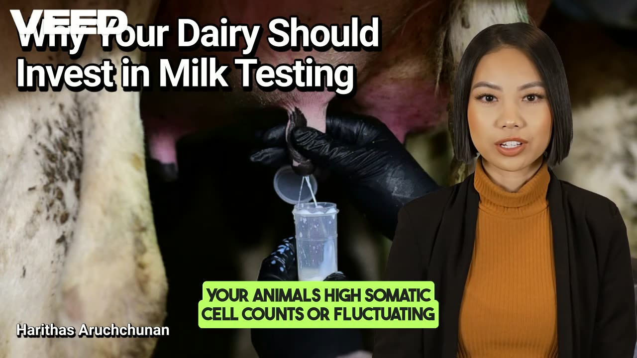 Unlock Dairy Success:Invest in Milk Testing