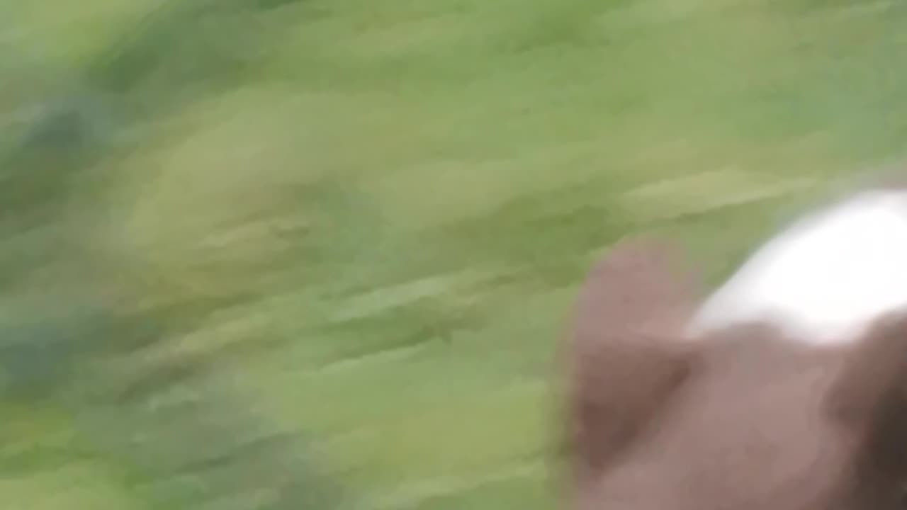 Dog shitting on the dead with kids walking it up a tree