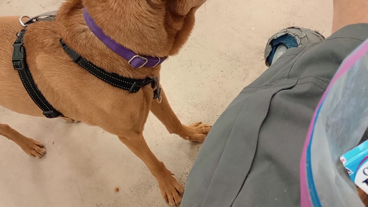 Nico 7y A841130 easygoin play yard@TRN, from kennel 149 PACC shelter20250511_609