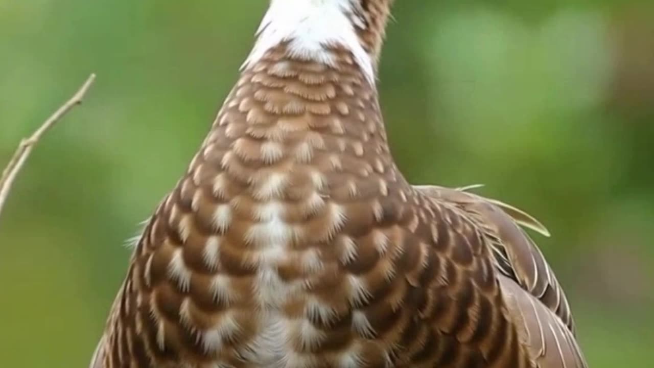 It's fall i need to save my eggs